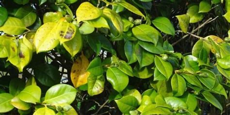 How To Treat Yellowed Camellia Leaves Tips And Tricks Botan