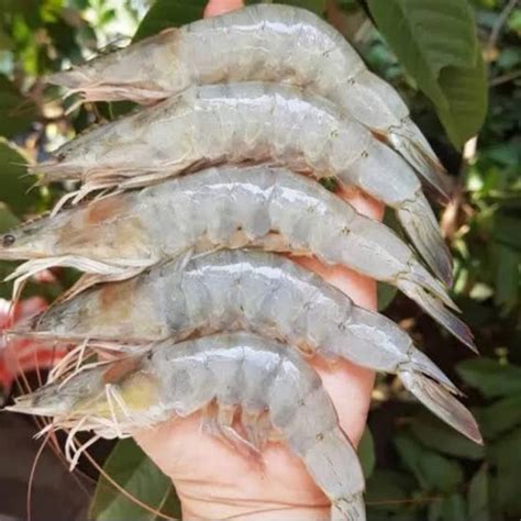 Jual Udang Vaname 1kg Segar Udang Fresh Shopee Indonesia