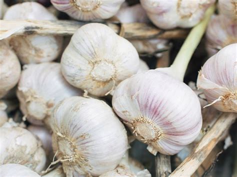 Sex Health Benefits Of Garlic Store