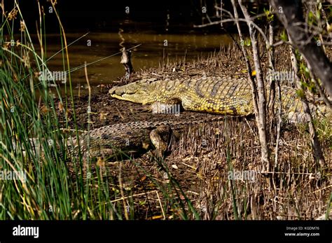 Nile Crocodiles Crocodylus Niloticus Resting On A Bank In The St