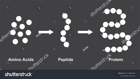 Scientific Designing Biochemial Structure Amino Acids Stock Vector