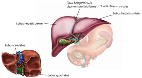 PB1 Physiologie Pankreas Leber Galle Karteikarten Quizlet