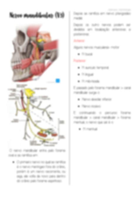 Solution Aula Pt De Bucomaxilo Facial I Nervo Trig Meo Studypool