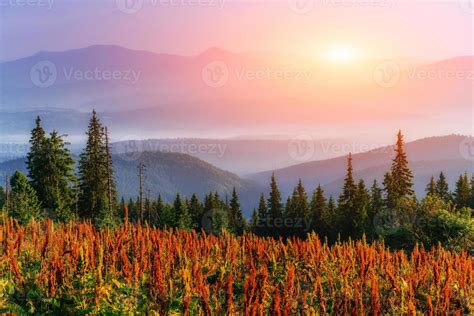 wildflowers in the mountains at sunset 6858838 Stock Photo at Vecteezy