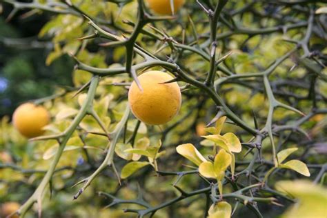 Lemon Tree Thorns