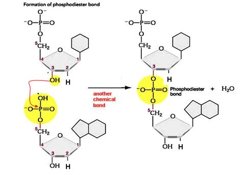 Bonds In Dna / Unravelling the double helix | Stories | yourgenome.org ...