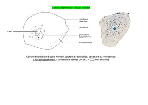 Cell Epithel