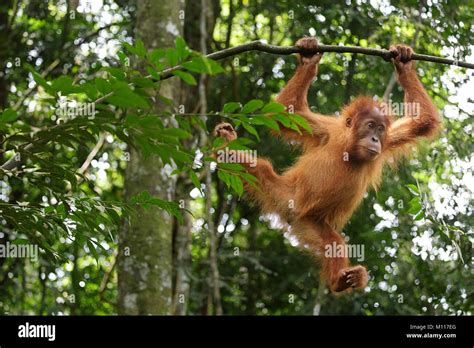 Baby Orangutan Plays In The Rainforest Of Gunung Leuser National Park