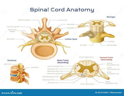 Spinal Cord Anatomy Infographics Vector Illustration Cartoondealer