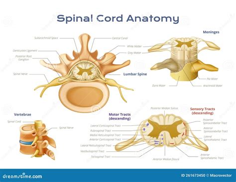 Spinal Cord Anatomy Infographics Stock Vector - Illustration of biology ...