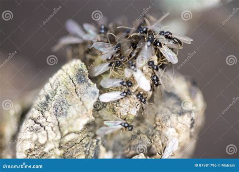 Pavement Ants At Work Stock Photography Cartoondealer