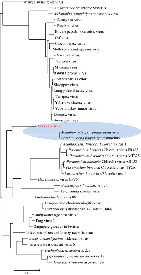 Neighbor Joining Clustering Of Ncldv By Phyletic Pattern The Phyletic