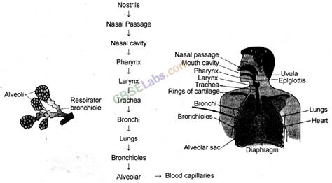 Life Processes Class 10 Notes Science Chapter 6 Learn Cbse