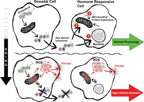 Mitochondria And Sex Steroid Hormones During Aging Mitochondria