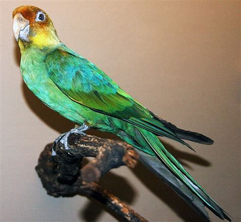 Parrot Encyclopedia Carolina Parakeet World Parrot Trust