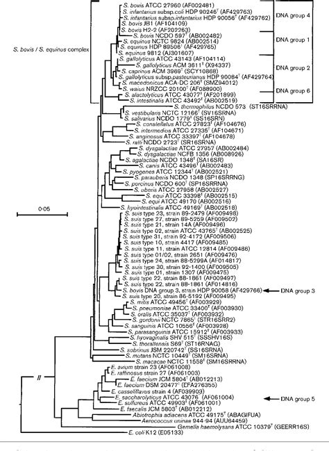 Figure 1 From Reappraisal Of The Taxonomy Of The Streptococcus Bovis