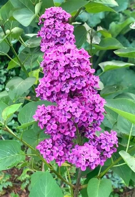 20 Stunning Lilac Varieties To Fill Your Garden With Fragrance And