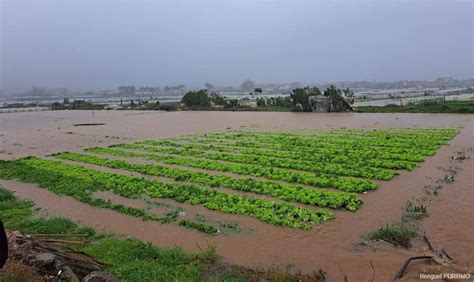 typhoon betty left la trinidad strawberry farm underwater