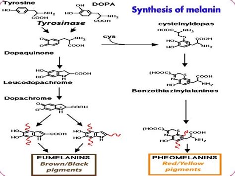 PHENYLALANINE METABOLISM