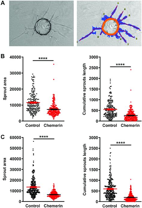 Chemerin Inhibits Angiogenesis In The Bead Sprouting Assay A Download Scientific Diagram