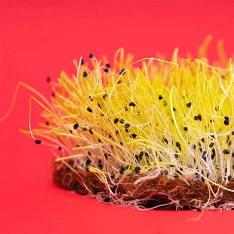 Barbra Zwiebel Microgreens-Samen