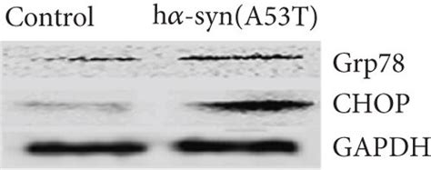 Pathological Characteristics Of H Syn In The Snc At Months After