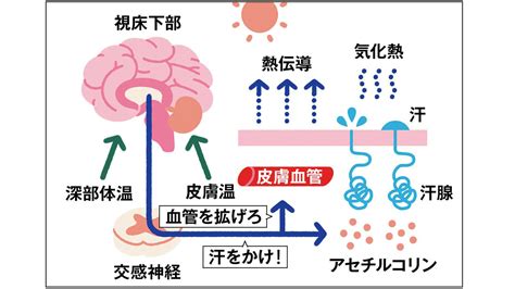 汗をかかないと汗腺も衰える？夏前に知りたい汗の基礎知識