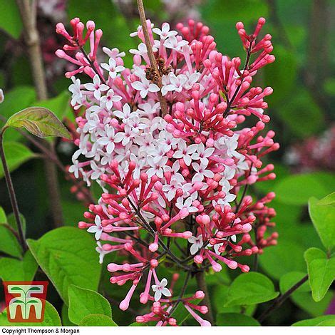 Lilac Superba Plants Thompson Morgan