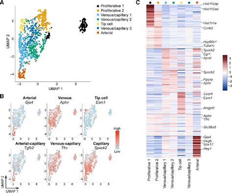 Single Cell Rna Sequencing Of Retinal Ecs A Umap Plot Generated From Download Scientific