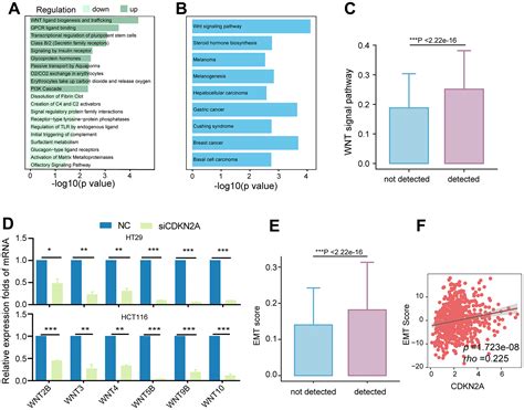 The Crosstalk Role Of Cdkn A Between Tumor Progression And Cuproptosis