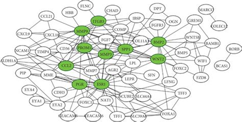 The Ppi Network Among Degs Green Nodes Indicated The Top 10 Hub Genes