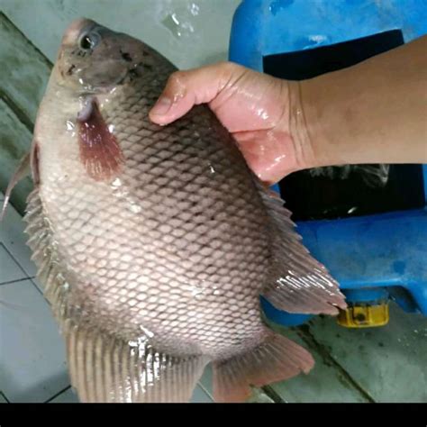 Jual IKAN GURAME HIDUP 1KG Di Seller UD LIFE FISHERY Marga Mulya