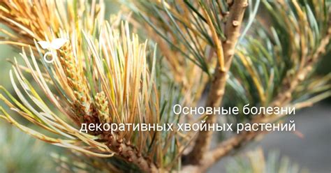Основные болезни декоративных хвойных растений. Болезни хвойных ...