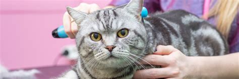 Сезонная линька у кошек: что делать?