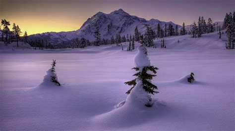 Fondos De Pantalla Rboles Paisaje Nieve Congelaci N Rbol