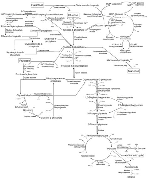 Image Metabolism Of Common Monosaccharides And Related Reactions