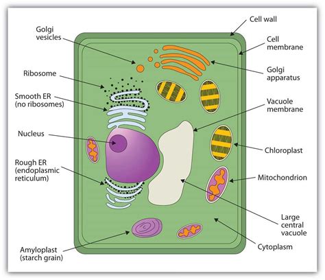 The Essential Guide Plant Cell Diagram For Class 8 Explained