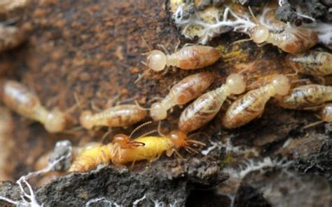 What Do Drywood Termites Look Like Stampede Pest Control