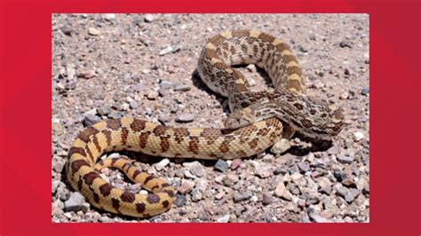 YOU SHOULD KNOW: Venomous vs. Non-venomous snakes in Texas | cbs19.tv