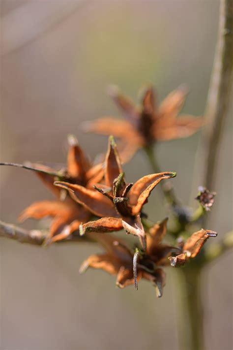 Azalea Seed Pods Seed Pods Seeds Azaleas