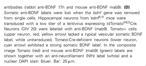 Continued Revealed Mature BDNF At High Concentration In The