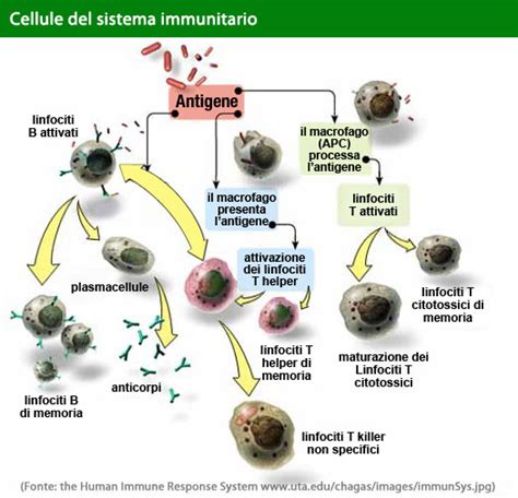 How Your Immune System Works ES MY IMMUNITY