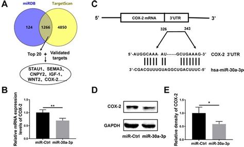 Microrna 30a 3p Acts As A Tumor Suppressor In Mhcc 97h Hepatocellular