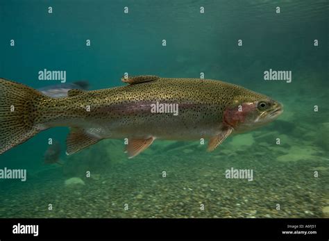 rainbow trout underwater uk  res stock photography  images alamy