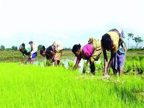 Satisfactory Progress Of Sowing Area Coverage Under Kharif Crops Says