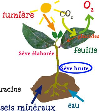 SVT La nutrition chez les végétaux III IV Cartes Quizlet