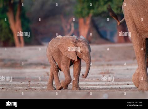 African Bush Elephant Loxodonta Africana Small Baby Elephant With Its