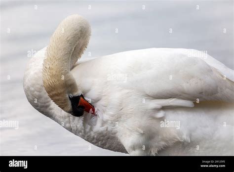 White Mute Swan Preening Feathers While On Lake Stock Photo Alamy