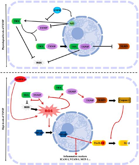 Figure 1 From The Emerging Role Of Txnip In Ischemic And Cardiovascular