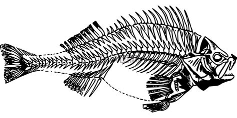 鱼鲈鱼骨架高清图库素材免费下载图片编号7637765 六图网